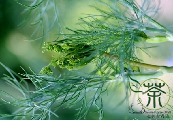 Anethum Graveolens, Annual Dill Seed 3000 PCS, Shiluo