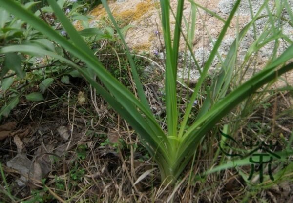 Anemarrhena Asphodeloides, Rhizoma Anemarrhenae Seed 2000 PCS, Zhimu