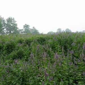 Agastache Rugosa, Blue Licorice Seed 5000 PCS, Purple Giant Hyssop Huoxiang