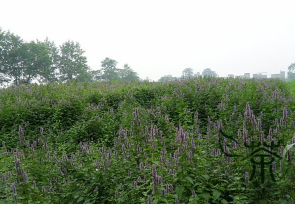 Agastache Rugosa, Blue Licorice Seed 5000 PCS, Purple Giant Hyssop Huoxiang