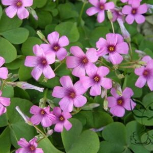 Oxalis Corniculata, Creeping Woodsorrel Seed 3000 PCS, Cujiangcao