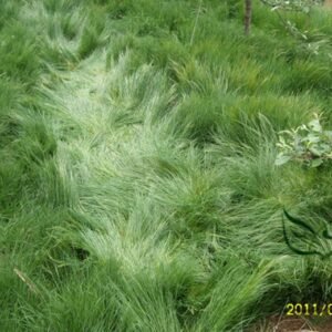 Vulpia Myuros, Annual Fescue Seed 3000 PCS, Rat's-tail Fescue Shumao