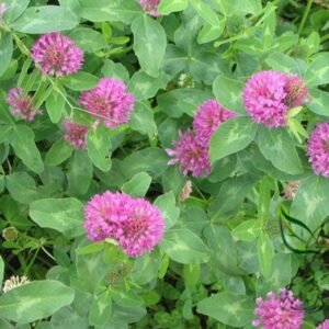 Trifolium Pratense, Red Clover Seed 10000 PCS, Hongsanye