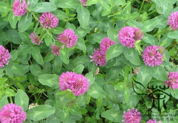 Trifolium Pratense, Red Clover Seed 10000 PCS, Hongsanye