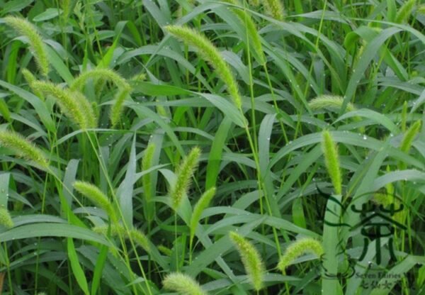 Setaria Viridis, Green Foxtail Seed 10000 PCS, Green Bristlegrass Gouweiba - Image 6