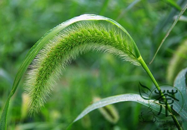 Setaria Viridis, Green Foxtail Seed 10000 PCS, Green Bristlegrass Gouweiba - Image 2