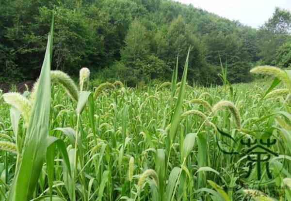 Setaria Viridis, Green Foxtail Seed 10000 PCS, Green Bristlegrass Gouweiba - Image 3