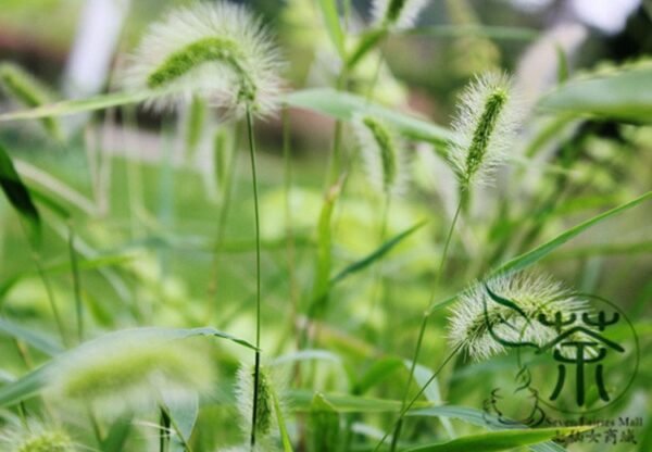 Setaria Viridis, Green Foxtail Seed 10000 PCS, Green Bristlegrass Gouweiba - Image 4