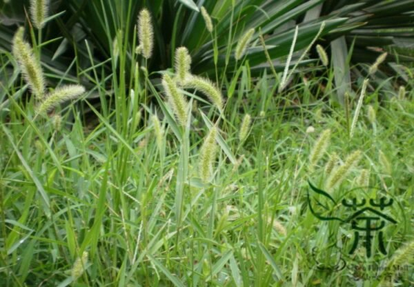 Setaria Viridis, Green Foxtail Seed 10000 PCS, Green Bristlegrass Gouweiba - Image 5