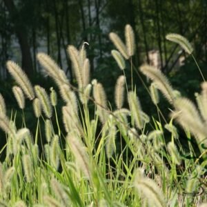 Setaria Viridis, Green Foxtail Seed 10000 PCS, Green Bristlegrass Gouweiba