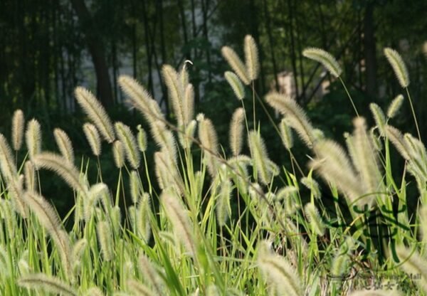 Setaria Viridis, Green Foxtail Seed 10000 PCS, Green Bristlegrass Gouweiba