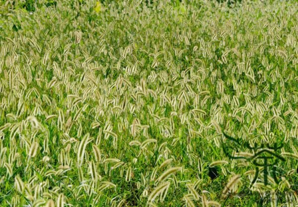 Setaria Viridis, Green Foxtail Seed 10000 PCS, Green Bristlegrass Gouweiba - Image 8