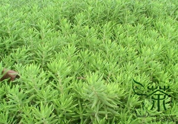 Sedum Lineare, Carpet Sedum Seed 3000 PCS, Needle Stonecrop Fujiacao - Image 4