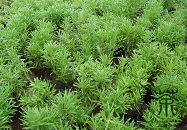 Sedum Lineare, Carpet Sedum Seed 3000 PCS, Needle Stonecrop Fujiacao - Image 5