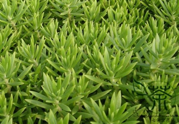 Sedum Lineare, Carpet Sedum Seed 3000 PCS, Needle Stonecrop Fujiacao - Image 6