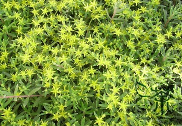 Sedum Lineare, Carpet Sedum Seed 3000 PCS, Needle Stonecrop Fujiacao - Image 7