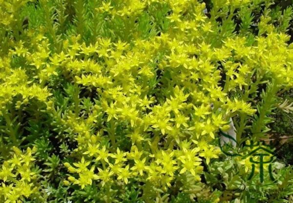 Sedum Lineare, Carpet Sedum Seed 3000 PCS, Needle Stonecrop Fujiacao - Image 9