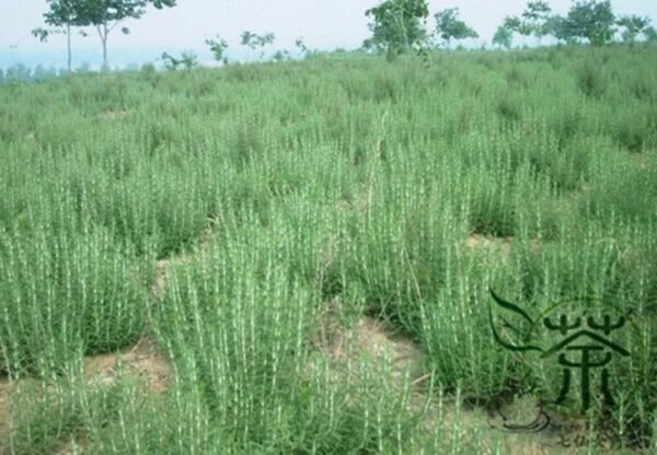 Rosmarinus Officinalis, Anthos Rosemary Seed 2000 PCS, Midiexiang - Image 4