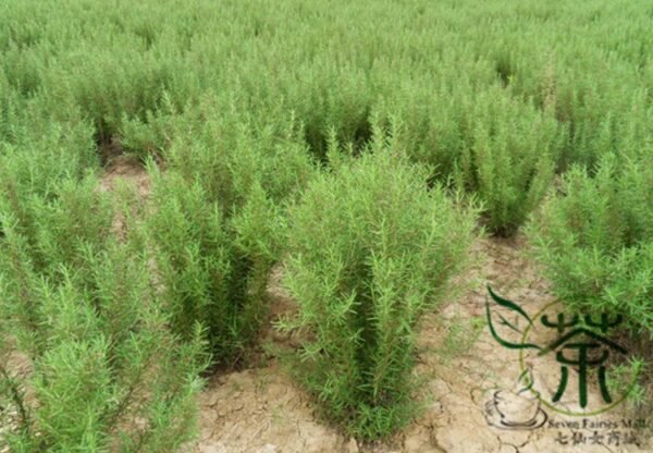 Rosmarinus Officinalis, Anthos Rosemary Seed 2000 PCS, Midiexiang - Image 6