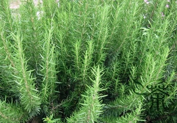 Rosmarinus Officinalis, Anthos Rosemary Seed 2000 PCS, Midiexiang - Image 7