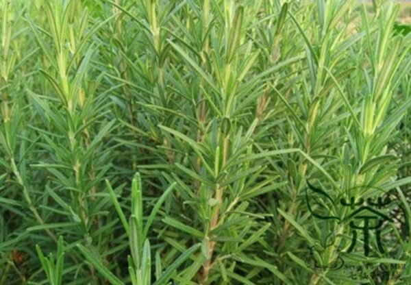 Rosmarinus Officinalis, Anthos Rosemary Seed 2000 PCS, Midiexiang - Image 8