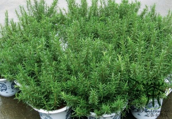 Rosmarinus Officinalis, Anthos Rosemary Seed 2000 PCS, Midiexiang