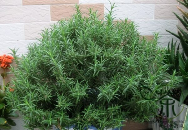 Rosmarinus Officinalis, Anthos Rosemary Seed 2000 PCS, Midiexiang - Image 9