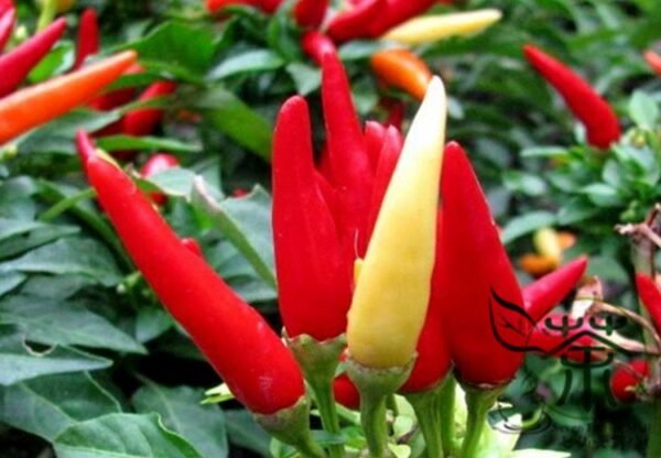 Ornamental Paprika, Capsicum Annuum Seed 2000 PCS, Guanshang Lajiao - Image 3