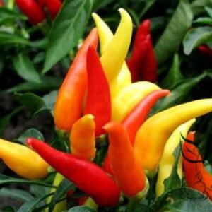 Ornamental Paprika, Capsicum Annuum Seed 2000 PCS, Guanshang Lajiao