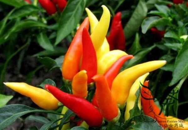 Ornamental Paprika, Capsicum Annuum Seed 2000 PCS, Guanshang Lajiao