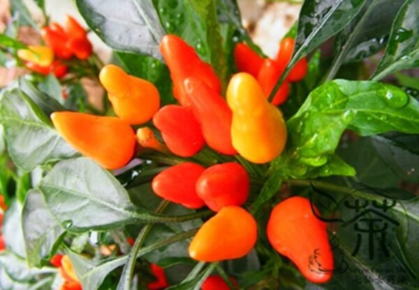 Ornamental Paprika, Capsicum Annuum Seed 2000 PCS, Guanshang Lajiao - Image 5