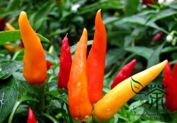 Ornamental Paprika, Capsicum Annuum Seed 2000 PCS, Guanshang Lajiao - Image 6