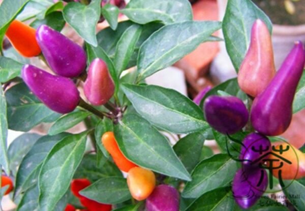 Ornamental Paprika, Capsicum Annuum Seed 2000 PCS, Guanshang Lajiao - Image 9