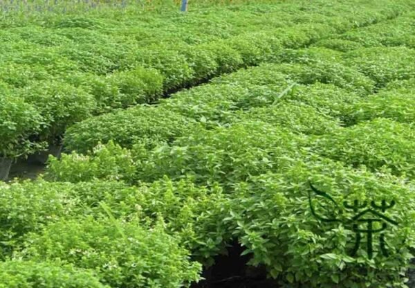 Ocimum Basilicum, Great Basil Seed 5000 PCS, Sweet Basil Luole - Image 2