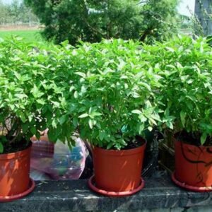 Ocimum Basilicum, Great Basil Seed 5000 PCS, Sweet Basil Luole