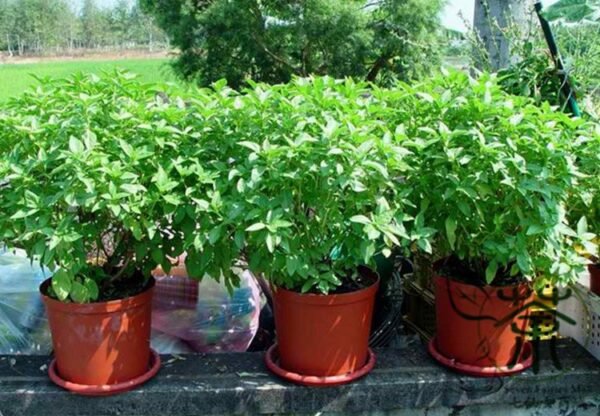 Ocimum Basilicum, Great Basil Seed 5000 PCS, Sweet Basil Luole