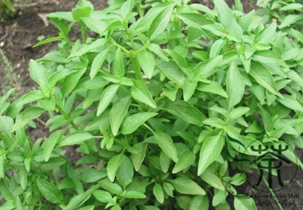 Ocimum Basilicum, Great Basil Seed 5000 PCS, Sweet Basil Luole - Image 3