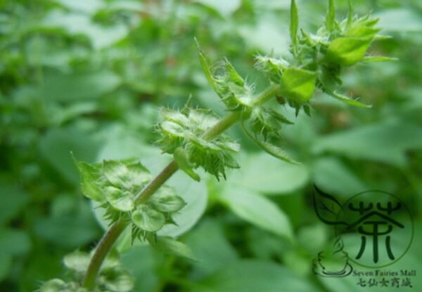 Ocimum Basilicum, Great Basil Seed 5000 PCS, Sweet Basil Luole - Image 5