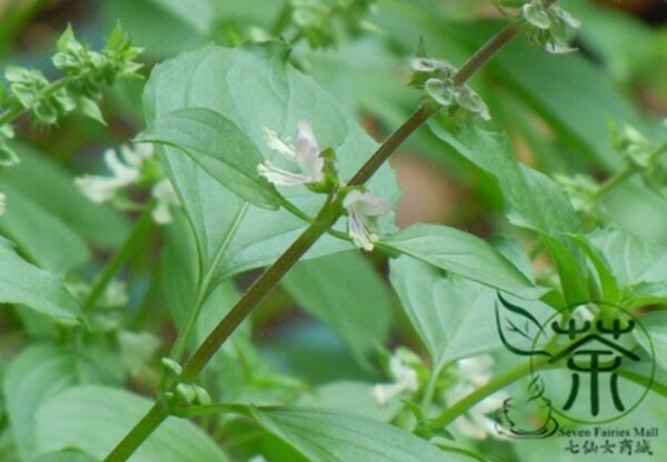 Ocimum Basilicum, Great Basil Seed 5000 PCS, Sweet Basil Luole - Image 6