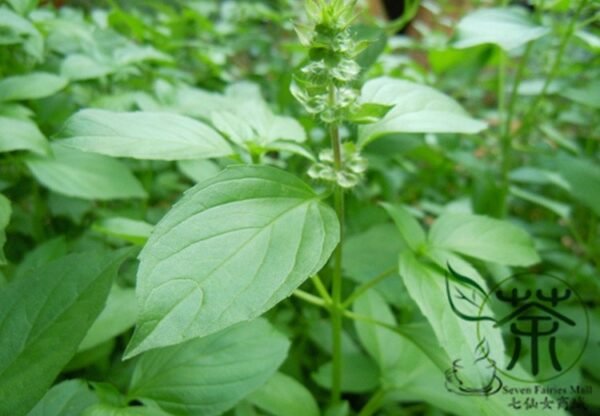 Ocimum Basilicum, Great Basil Seed 5000 PCS, Sweet Basil Luole - Image 7