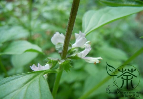 Ocimum Basilicum, Great Basil Seed 5000 PCS, Sweet Basil Luole - Image 8