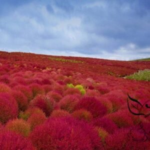 Kochia Scoparia, Red Leaves Belvedere Seed 5000 PCS, Hongye Difu