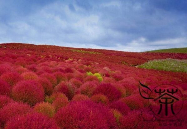 Kochia Scoparia, Red Leaves Belvedere Seed 5000 PCS, Hongye Difu