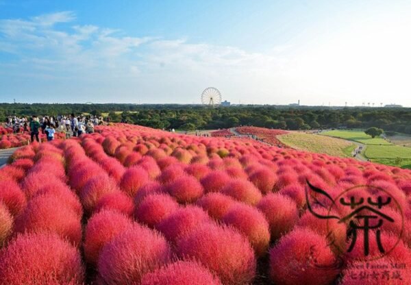 Kochia Scoparia, Red Leaves Belvedere Seed 5000 PCS, Hongye Difu - Image 2