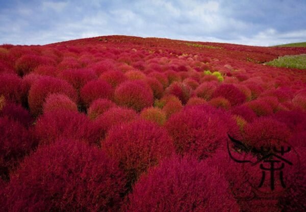 Kochia Scoparia, Red Leaves Belvedere Seed 5000 PCS, Hongye Difu - Image 3