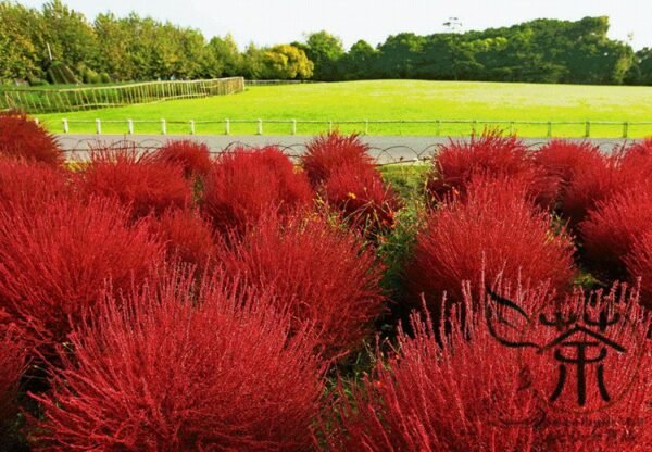 Kochia Scoparia, Red Leaves Belvedere Seed 5000 PCS, Hongye Difu - Image 5