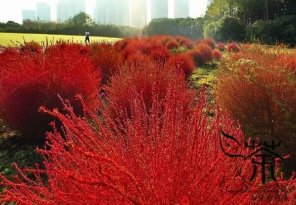 Kochia Scoparia, Red Leaves Belvedere Seed 5000 PCS, Hongye Difu - Image 6