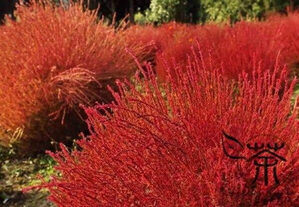 Kochia Scoparia, Red Leaves Belvedere Seed 5000 PCS, Hongye Difu - Image 8