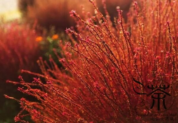 Kochia Scoparia, Red Leaves Belvedere Seed 5000 PCS, Hongye Difu - Image 9