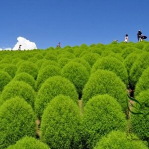 Kochia Scoparia, Mock-cypress Belvedere Seed 5000 PCS, Burningbush Difuzi